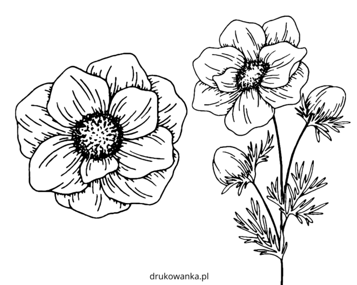spring anemone coloring book to print