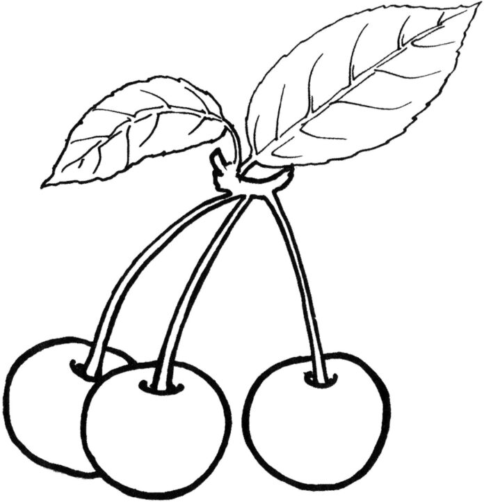 Körsbär på en gren som kan skrivas ut bild