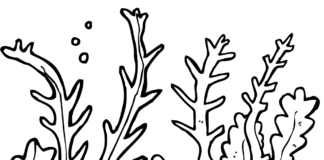 seaweed coloring book to print