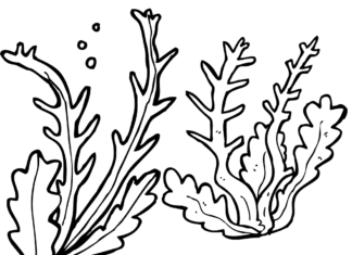 libro para colorear de algas marinas para imprimir