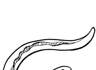 eel drawing coloring book to print