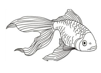 zlatá rybka s dlouhým ocasem omalovánky k vytisknutí