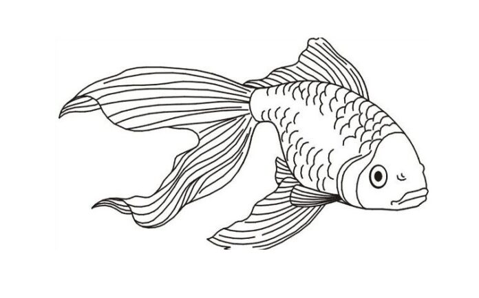 złota rybka z długim ogonkiem kolorowanka do drukowania