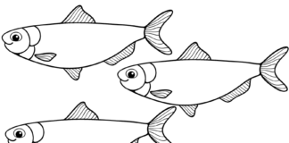 herring shoal coloring book to print