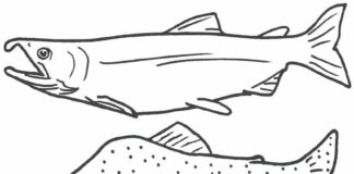 salmon coloring book to print