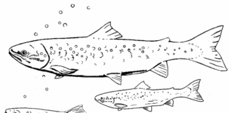 salmon in a herd coloring book to print