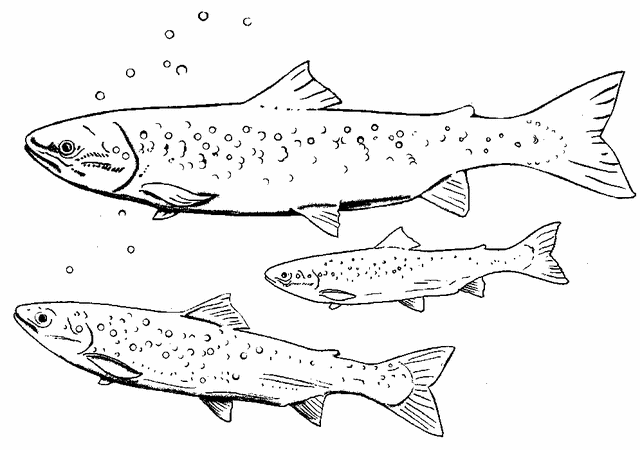 livre de coloriage "saumon dans un troupeau" à imprimer