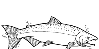 salmon underwater coloring book to print