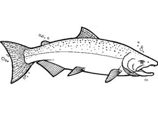 salmon underwater coloring book to print