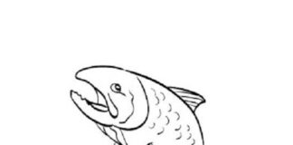 salmon fish coloring book to print