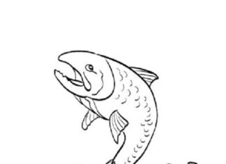 鮭の魚の塗り絵の印刷