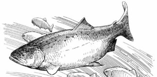 salmon drawing coloring book to print