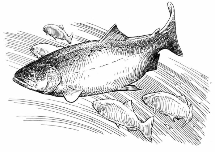 livre de coloriage imprimable sur le saumon
