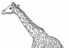 giraffe coloring book printable picture