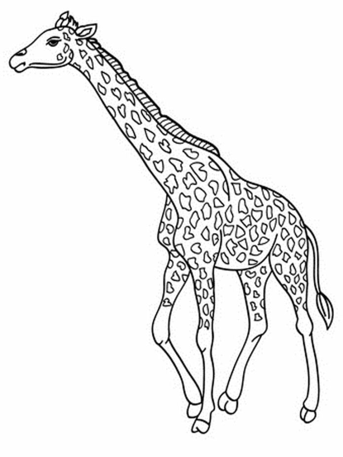 zsiráf színező könyv nyomtatható kép