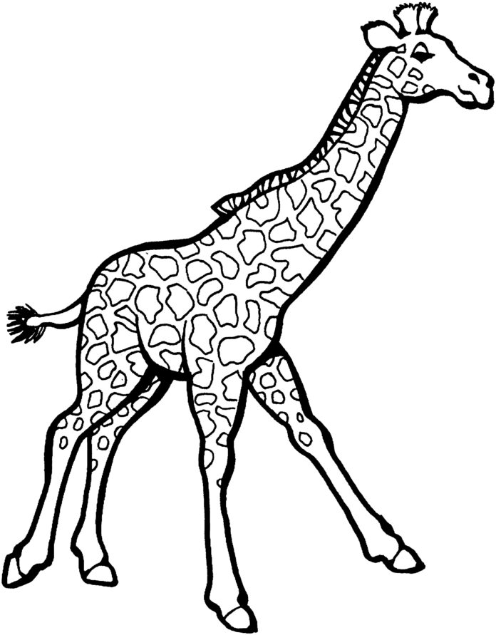 zsiráf színező könyv nyomtatható kép