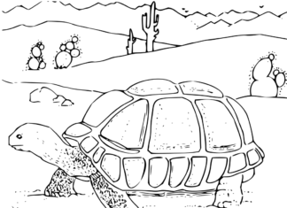 żółw na pustyni kolorowanka do drukowania
