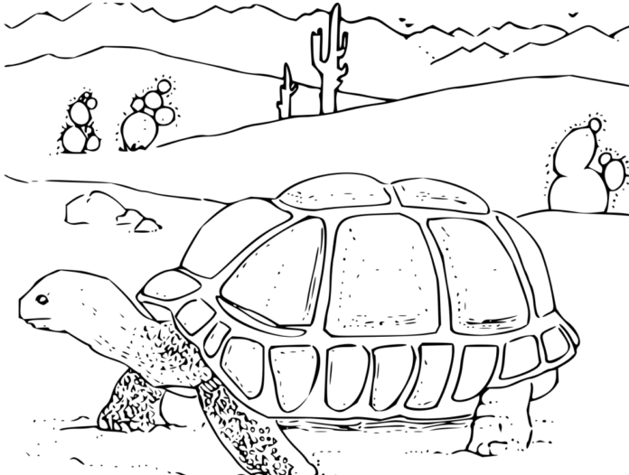 teknős a sivatagban színező könyv nyomtatható