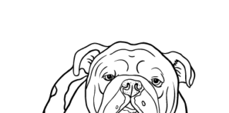 libro para colorear del perro bulldog inglés para imprimir