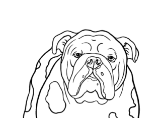 livro para colorir cães bulldog ingleses para imprimir