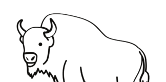 buffalo drawing coloring book to print