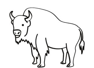 buffalo drawing coloring book to print