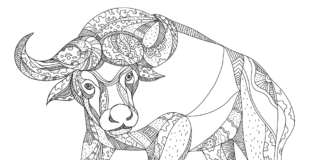 zentangle buffalo coloring book to print