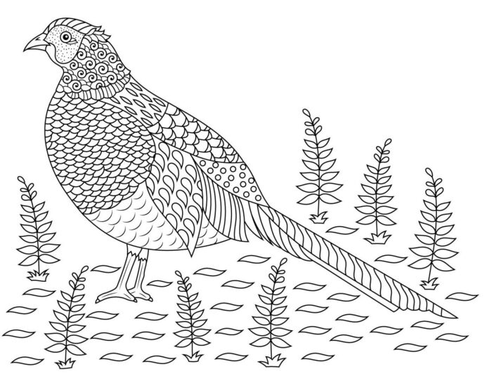 pheasant patterned coloring book to print