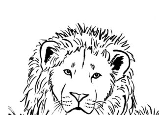 livre de coloriage du grand lion blanc à imprimer