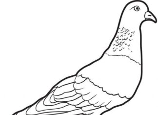 hvid due til farvelægning til udskrivning
