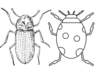 ladybug and beetle coloring book to print