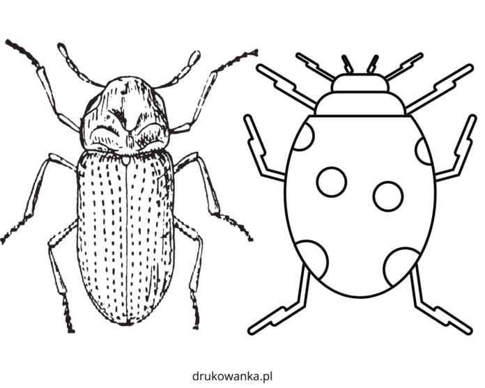 livre de coloriage de coccinelles et de scarabées à imprimer