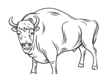 bison i pennan - en målarbok som kan skrivas ut