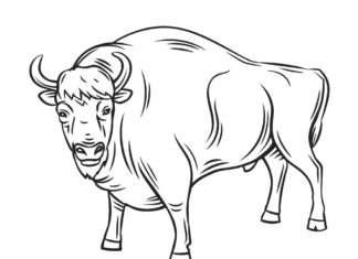 bison i pennen til udskrivning af en malebog