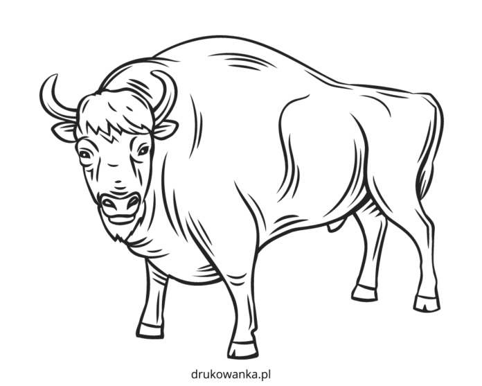 bison dans le corral feuille à colorier pour l'impression