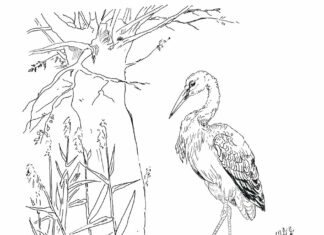 gólya vadászik békákra nyomtatható kifestőkönyv