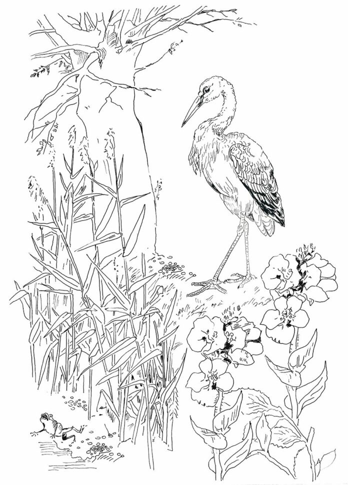 stork hunting frogs coloring book to print