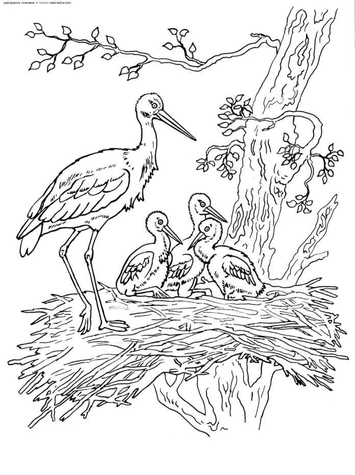stork in the nest coloring book to print