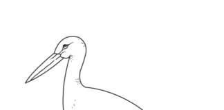 cigogne dans la prairie au printemps livre de coloriage à imprimer