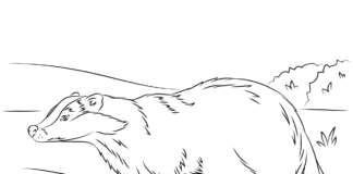 badger in the meadow coloring book to print