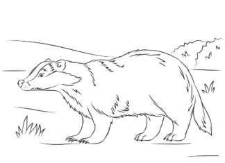 badger in the meadow coloring book to print