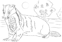 badger resting coloring book to print