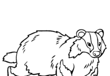 badger drawing for kids coloring book to print