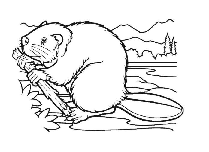beaver builds a dam coloring book to print