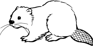 beaver on the river bank coloring book to print