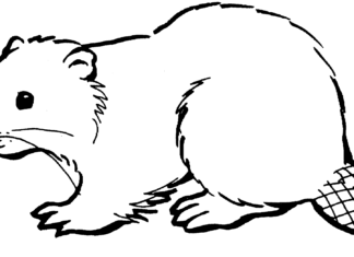 beaver on the river bank coloring book to print