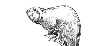 beaver by the river coloring book to print