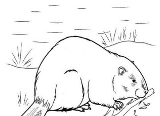 beaver carries branches coloring book to print