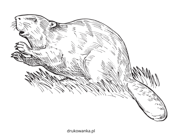 beaver jumps into the water coloring book to print