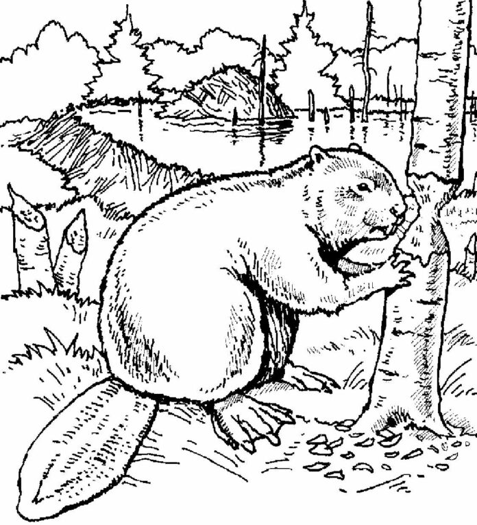beaver chopping down a tree coloring page printable